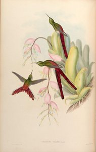 コメットファオン= Sappho sparganura 作： John Gould